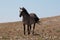 Alert Wild Horse Blue Roan Band Stallion standing on Sykes Ridge above Teacup Bowl in the Pryor Mountains in Montana â€“ Wyoming