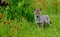 Alert Wolf pup in a field of orange wildflowers.