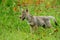 Alert Wolf pup in a field of orange wildflowers.