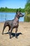 Alert Xoloitzcuintle Mexican Hairless Dog standing on sandy beach against forest lake background