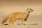 An alert yellow mongoose, Kalahari desert, South Africa