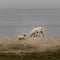 An alert yorkshire terrier is looking in the distance while a golden retriever dog is sniffing around