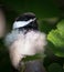Alert Young Black-Capped Chickadee With Feathers Fluffed