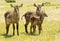 Alert young family of waterbuck