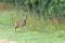 Alert young male European Roe Deer