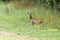 Alert young male European Roe Deer