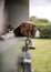 Alert young springer spaniel gun dog looking out back of a classic 4x4 off road farmers utility vehicle ready to go hunting rural