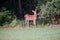 Alert Young White Tailed Deer Standing at edge of Forest