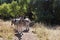 ALERT ZEBRA IN A GROUP STANDING IN A HIKING PATH