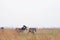 ALERT ZEBRA STANDING ON A GRASSLAND