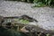 The alerted Asian water monitor, Varanus salvator, also called common water monitor