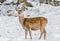 Alerted Female Deer Looking at the Camera in a field Covered by Early November Snow