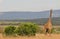 Alerted giraffe - Serengeti (Tanzania, Africa)