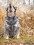 Alerted gray dog barks and howls. Grey fur Australian cattle dog sitting in leaves