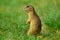 Alerted squirrel . Ground squirrel alert and watching around. Cute mammal