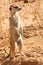 AlertSuricate (Meerkat) in Namibia