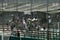 Alessandria supporters