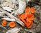 Aleuria aurantia. A small spectacular orange mushroom that I found turns out to be edible.