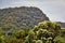 Aleurites moluccanus tree composing landscape with mountain on the coast