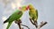 Alexandeine Parakeet