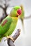 Alexandeine Parakeet