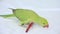 Alexander Parrot Playing on Bed, Indian, Funny Ring-necked Parakeet Bird, Children Pets Friends