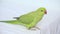 Alexander Parrot Playing on Bed, Indian, Funny Ring-necked Parakeet Bird, Children Pets Friends