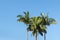 Alexandra palm trees against blue sky