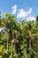 Alexandra palms growing in tropical rainforest