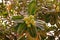 Alexandrian laurel balltree or laurelwood