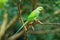 Alexandrine Parakeet