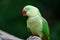 Alexandrine parakeet or Alexandrine parrot