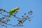 Alexandrine parakeet or Alexandrine parrot Psittacula eupatria, beautiful green bird perching on branch.