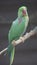 The Alexandrine parakeet, also known as the Alexandrine parrot, is a medium-sized parrot in the genus Psittacula of the family Psi