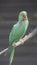 The Alexandrine parakeet, also known as the Alexandrine parrot, is a medium-sized parrot in the genus Psittacula of the family Psi