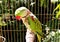 Alexandrine parakeet - Big ringed or Alexandrian parrot sits in a cage locked up