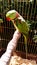 Alexandrine parakeet - Big ringed or Alexandrian parrot sits in a cage locked up