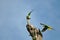 Alexandrine Parakeet (bird)