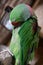 An Alexandrine Parakeet Bird