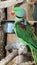 An Alexandrine Parakeet Bird