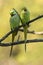 Alexandrine parakeet or parrot pair portrait in natural green background at keoladeo ghana national park or bharatpur bird