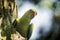 Alexandrine Parakeet parrot sitting on the tree