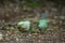 Alexandrine Parakeet parrots searching for food