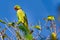 Alexandrine Parakeet, Psittacula eupatria, Riverine Forest