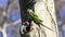 Alexandrine Parakeet on Tree Trunk