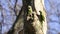 Alexandrine Parakeets on Tree