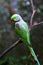 Alexandrine Parrot