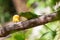 Alexandrine parrot feeding on corn on a feeding perch