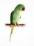 Alexandrine Parrot, Parakeet Medium sized parrot, green feathers, red mouth, Live in forest isolated on white background