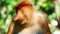 Alfa Male Proboscis monkey Nasalis larvatus sitting and eat raw banana in a natural habitat.